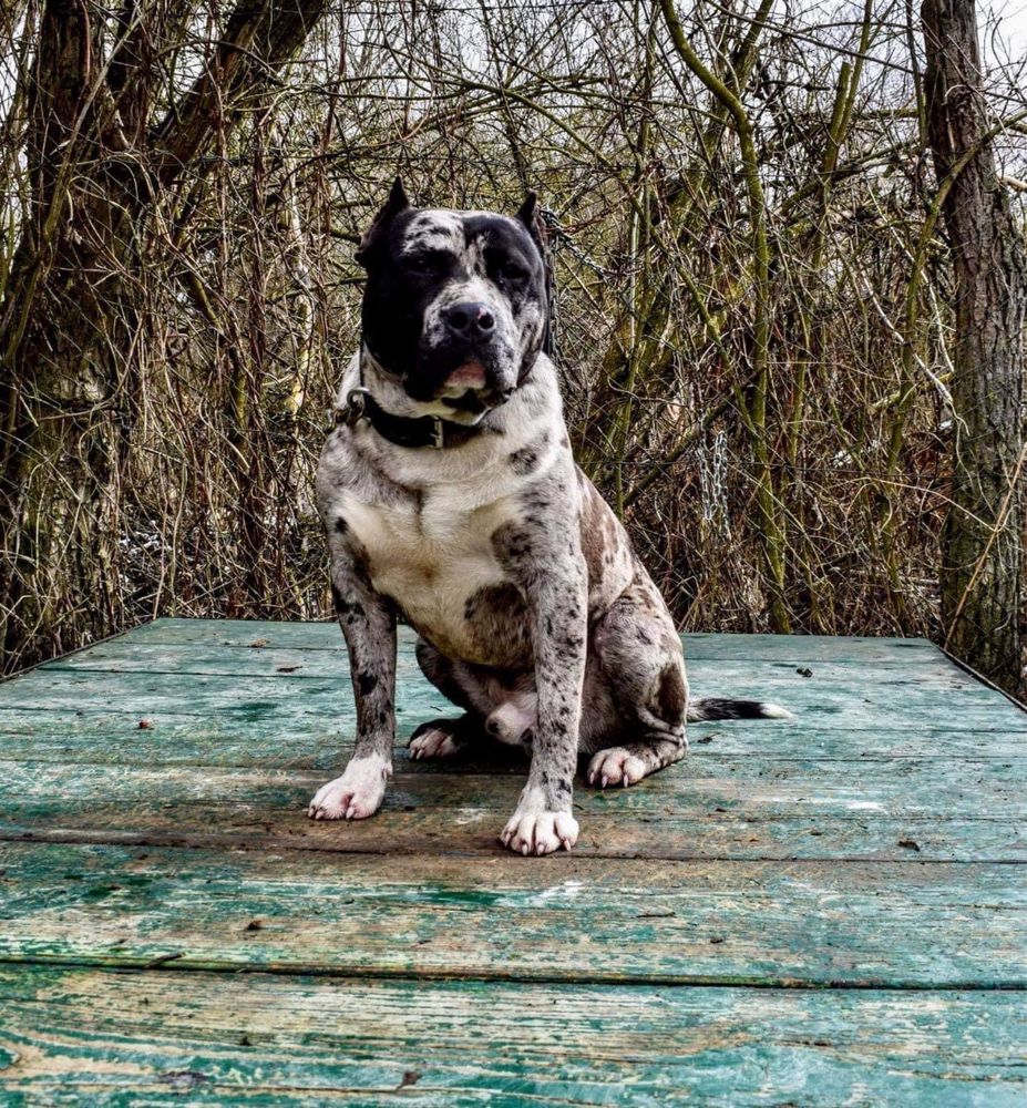 Amstaff merle reproduktor