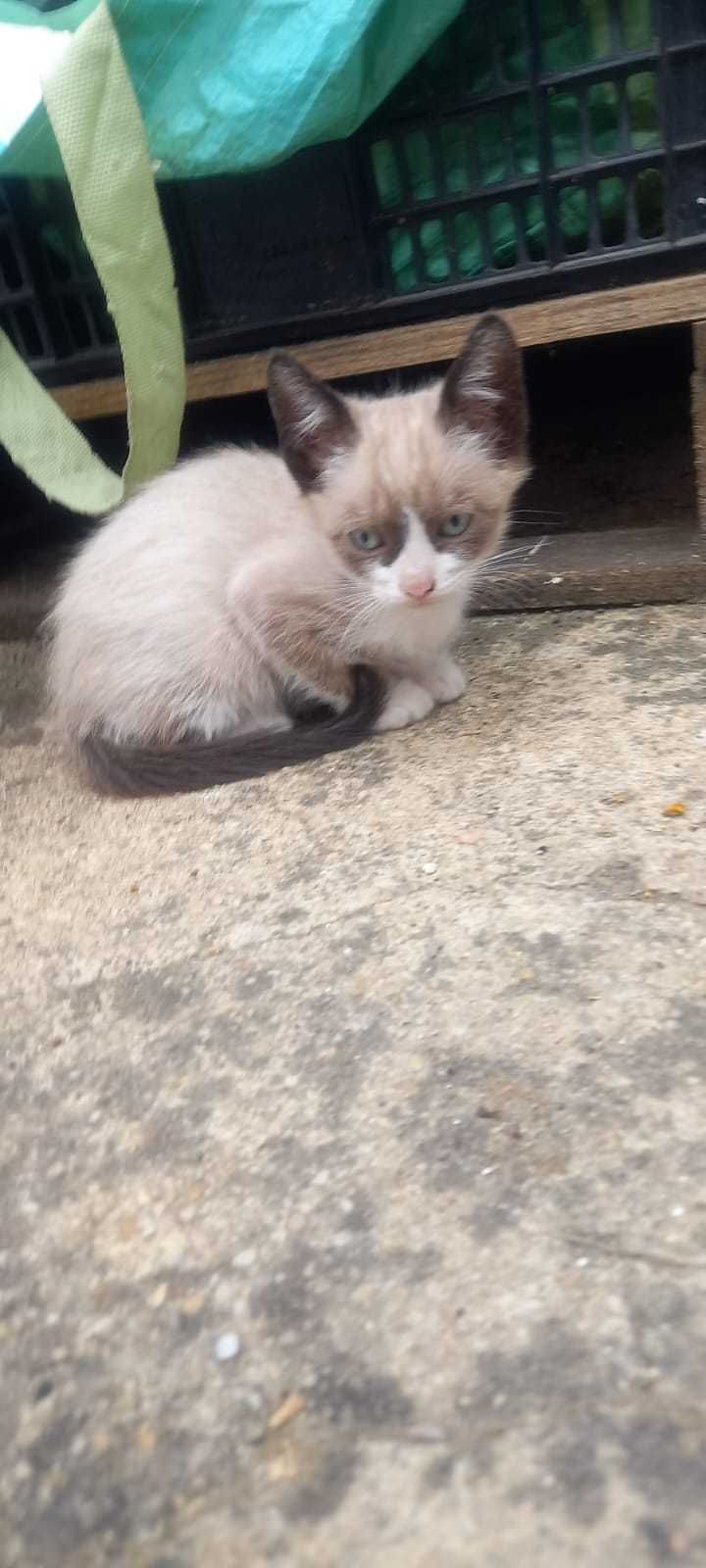 Doa-se  4 Gatinhos
