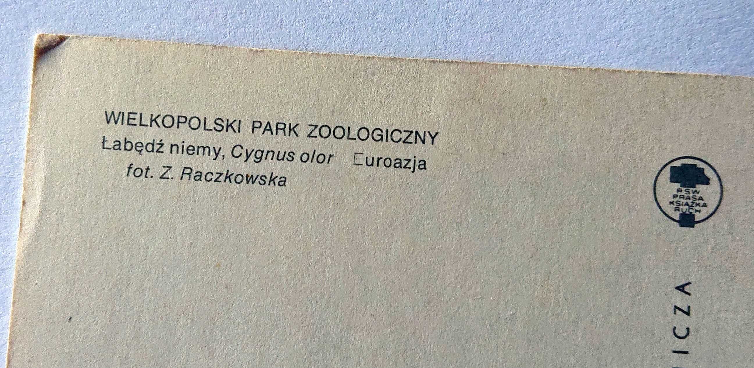 Kartka pocztowa - KAW - 1978 - Łabędź niemy - Wlkp. Park Zoolog.