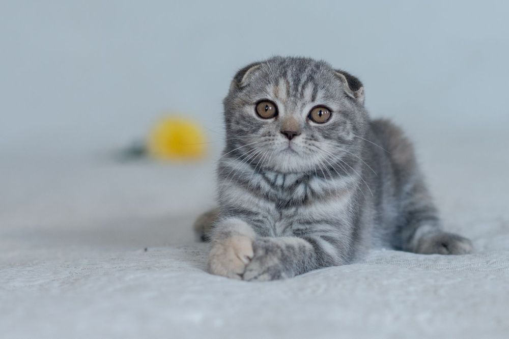 Шотландская вислоухая девочка