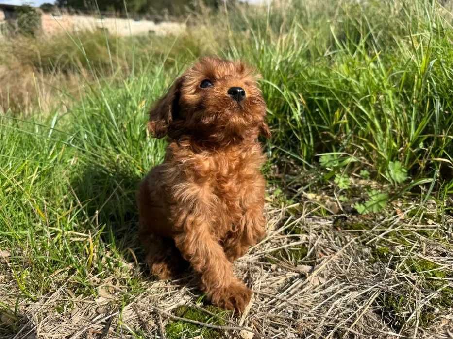 Cavapoo disponível