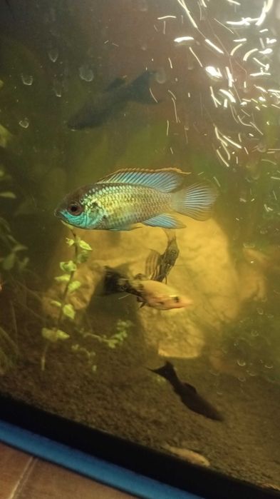 Peixe Andinoacara Azul Elétrico