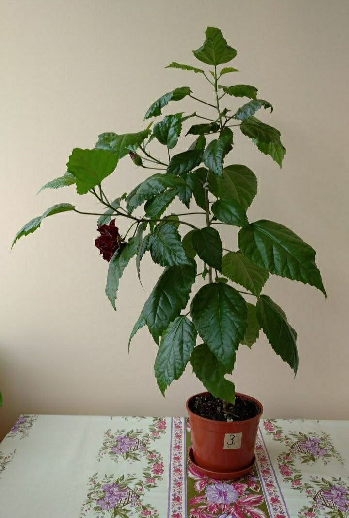 Китайская роза (Hibiscus rosa-sinensis L)