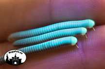 Coxobolellus albiceps Fluorescencja Krocionogi Wije Skoczogonki Ślimak