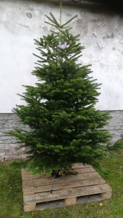 Jodła kaukaska cięta dostawa choinkownia.waw.pl Puławska416