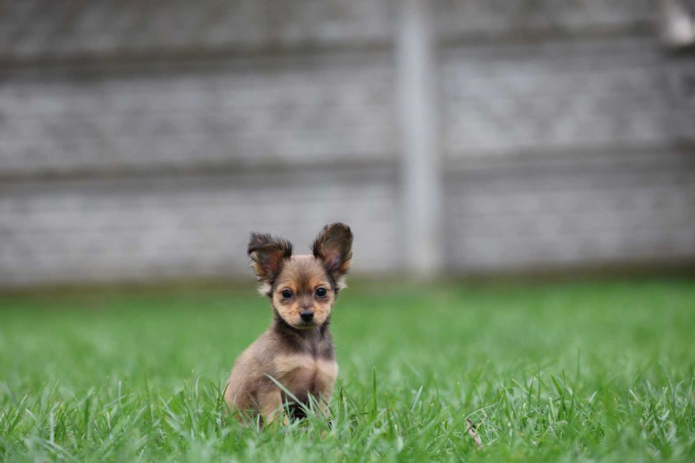 Rosyjski toy dlugowlosy piesek FCI