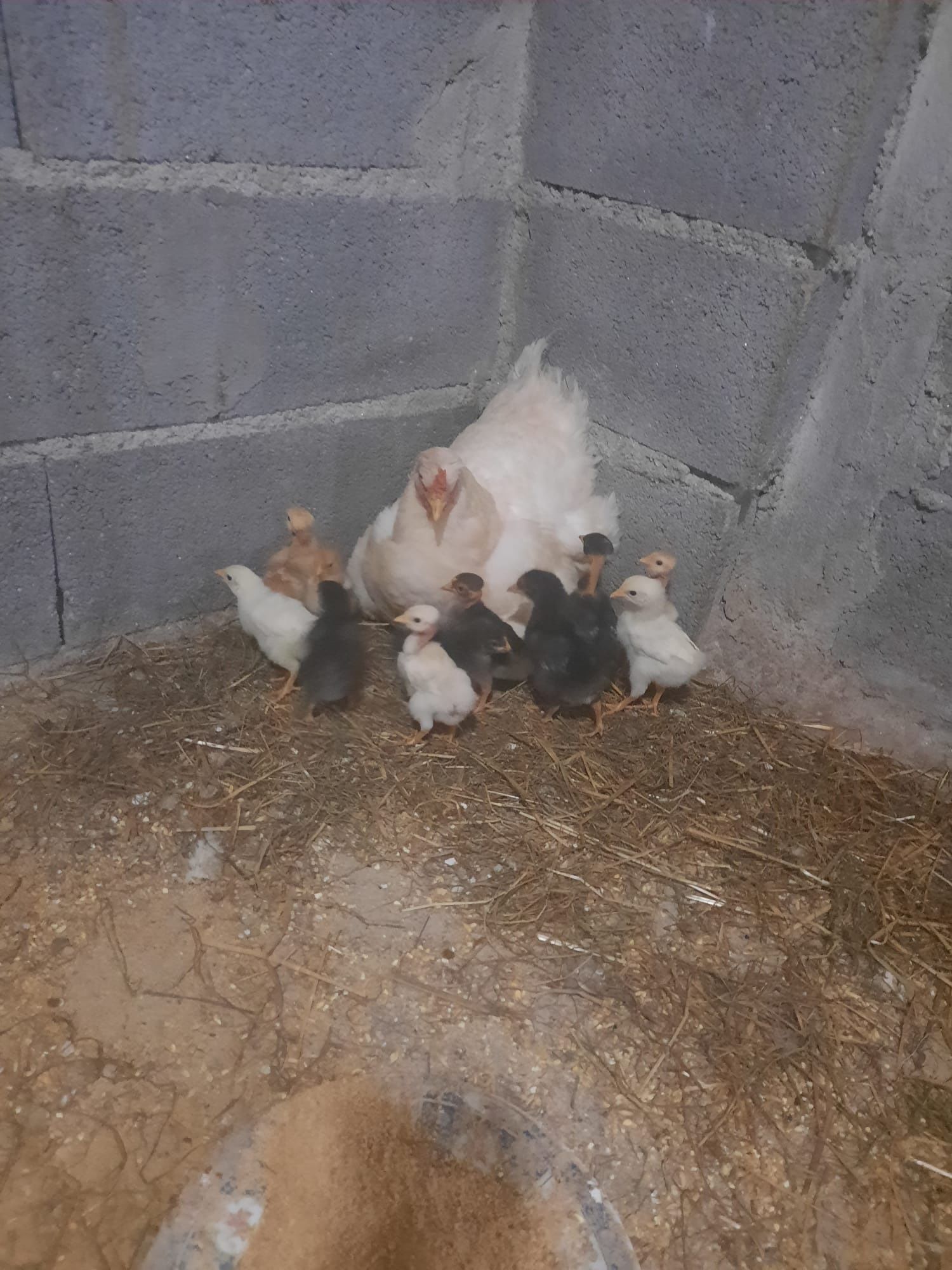 Galinha com 16 pintainhos