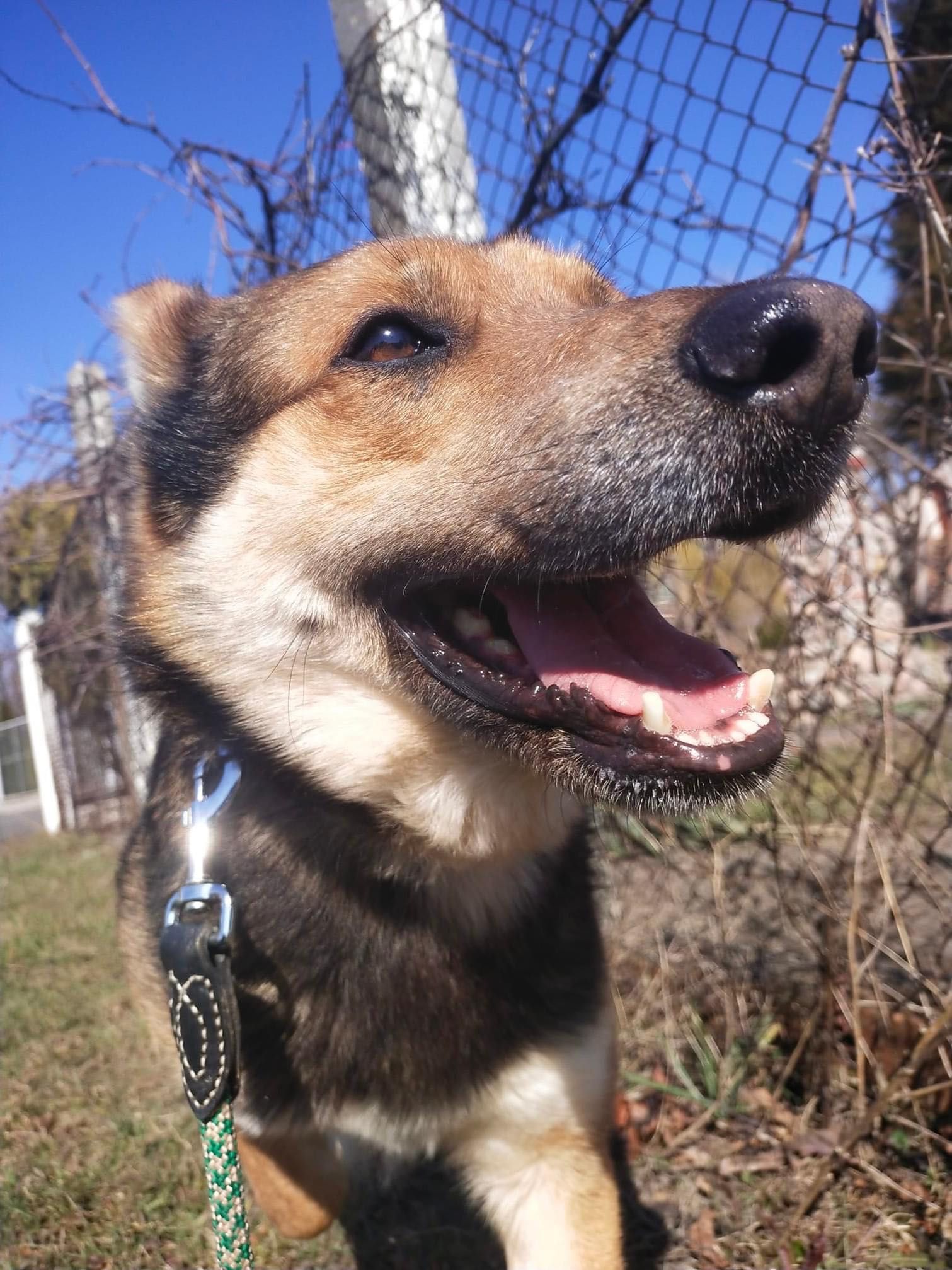 Berni pies w typie owczarka niemieckiego do adopcji Kalisz Wrocław