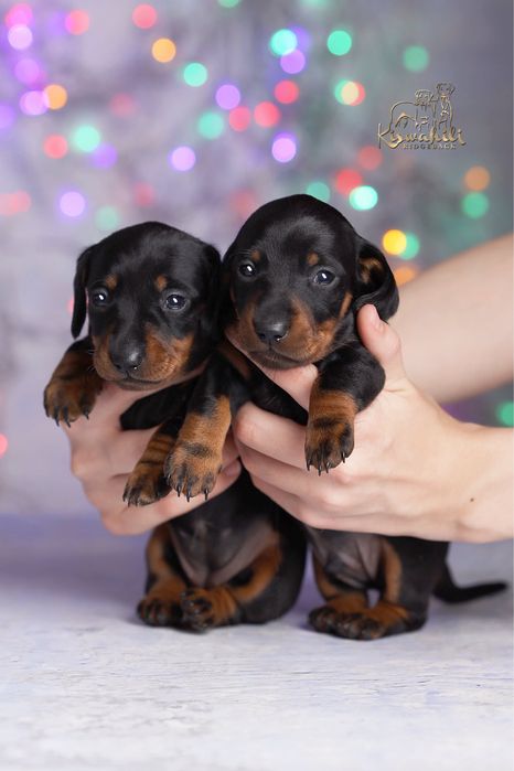 Такса мініатюрна гладкошерста