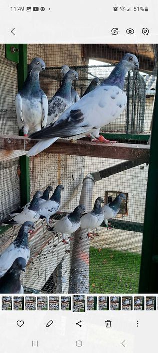 Gołębie budapeszty