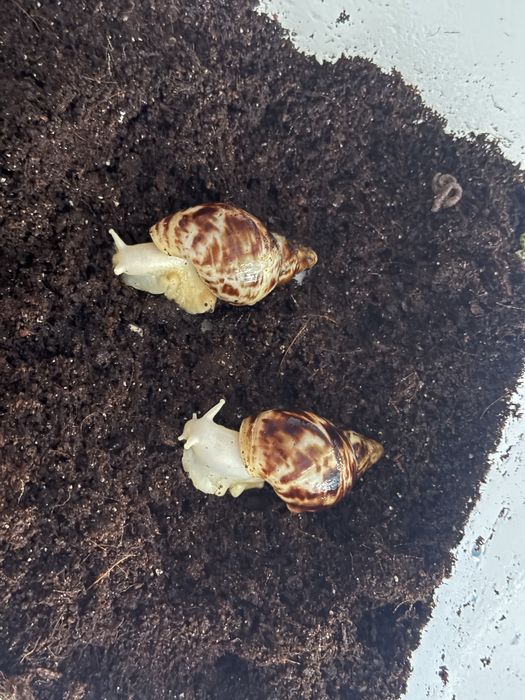 Ślimaki Lissachatina Reticulata