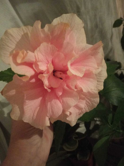 Гибискус розовый махровый