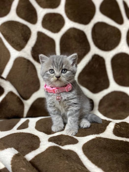 Шотланские котята