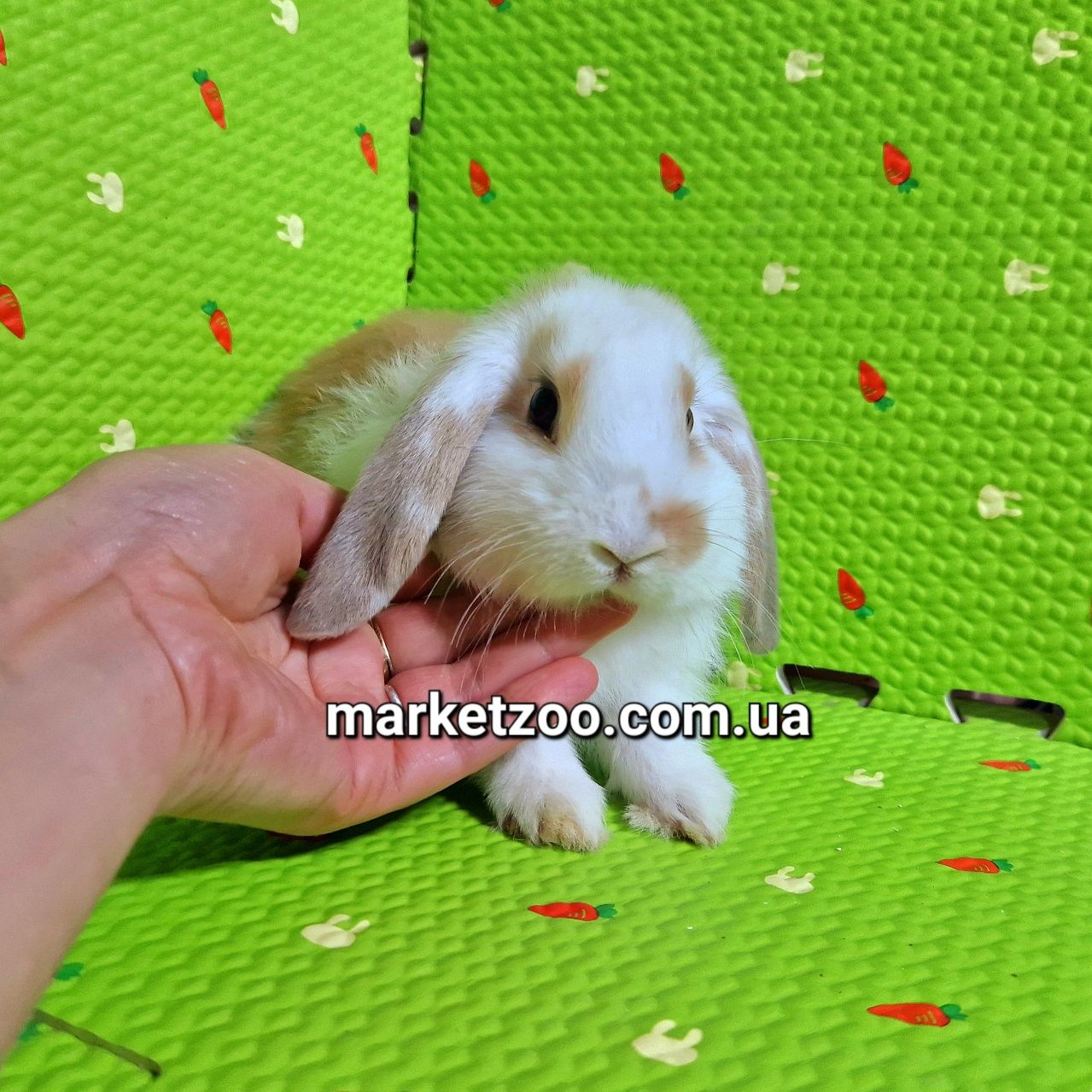 Mini lop вислоухие баранчики карликовые кролики беленький