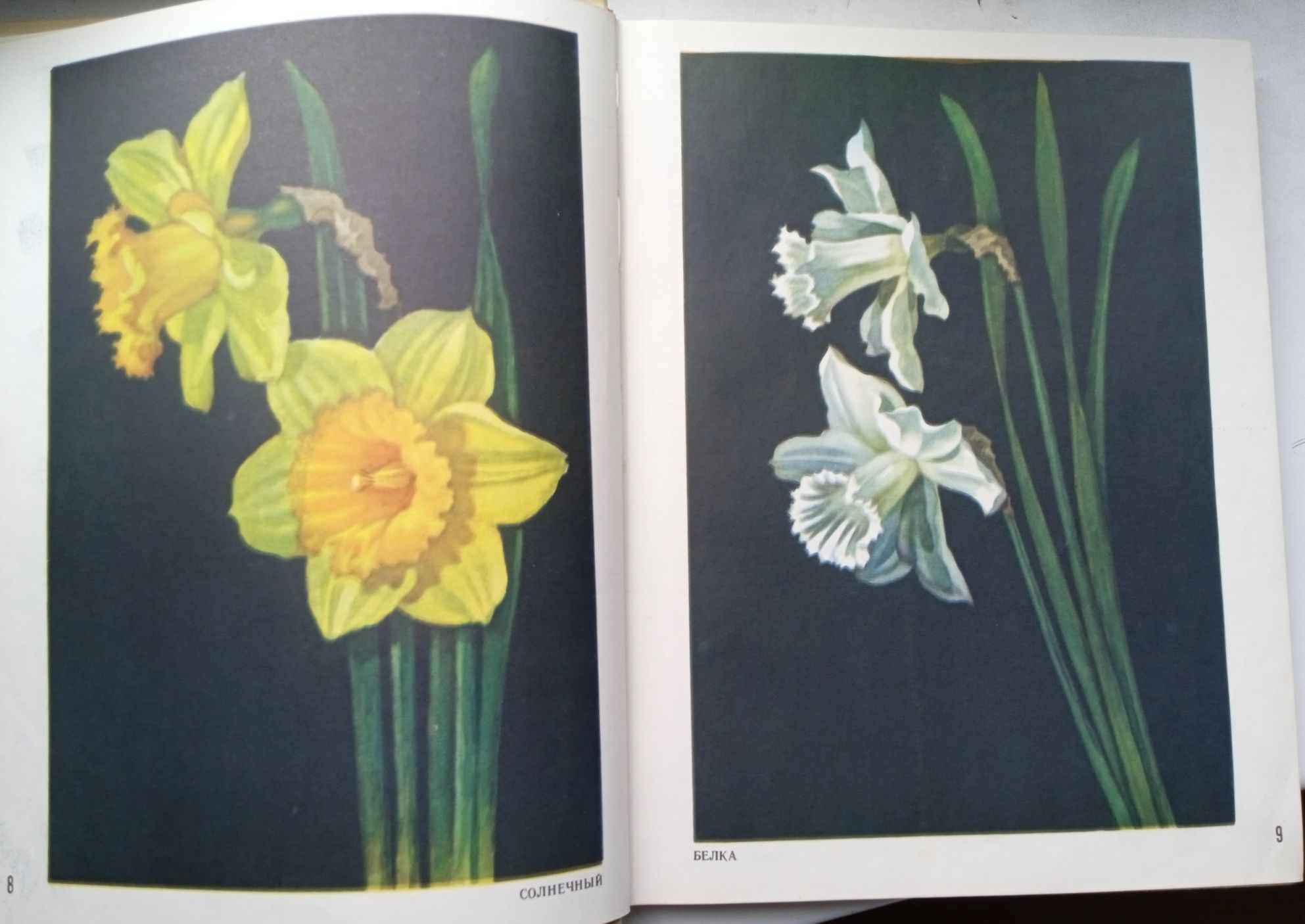 Книга Цветы нашей родины, альбом с яркими иллюстрациями, винтаж 1969