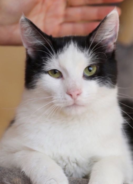 Трогательный крошик Дикси, 9 месяцев котенок, котик прелесть