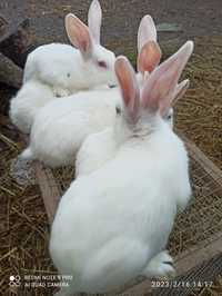 Кроленята термонська біла