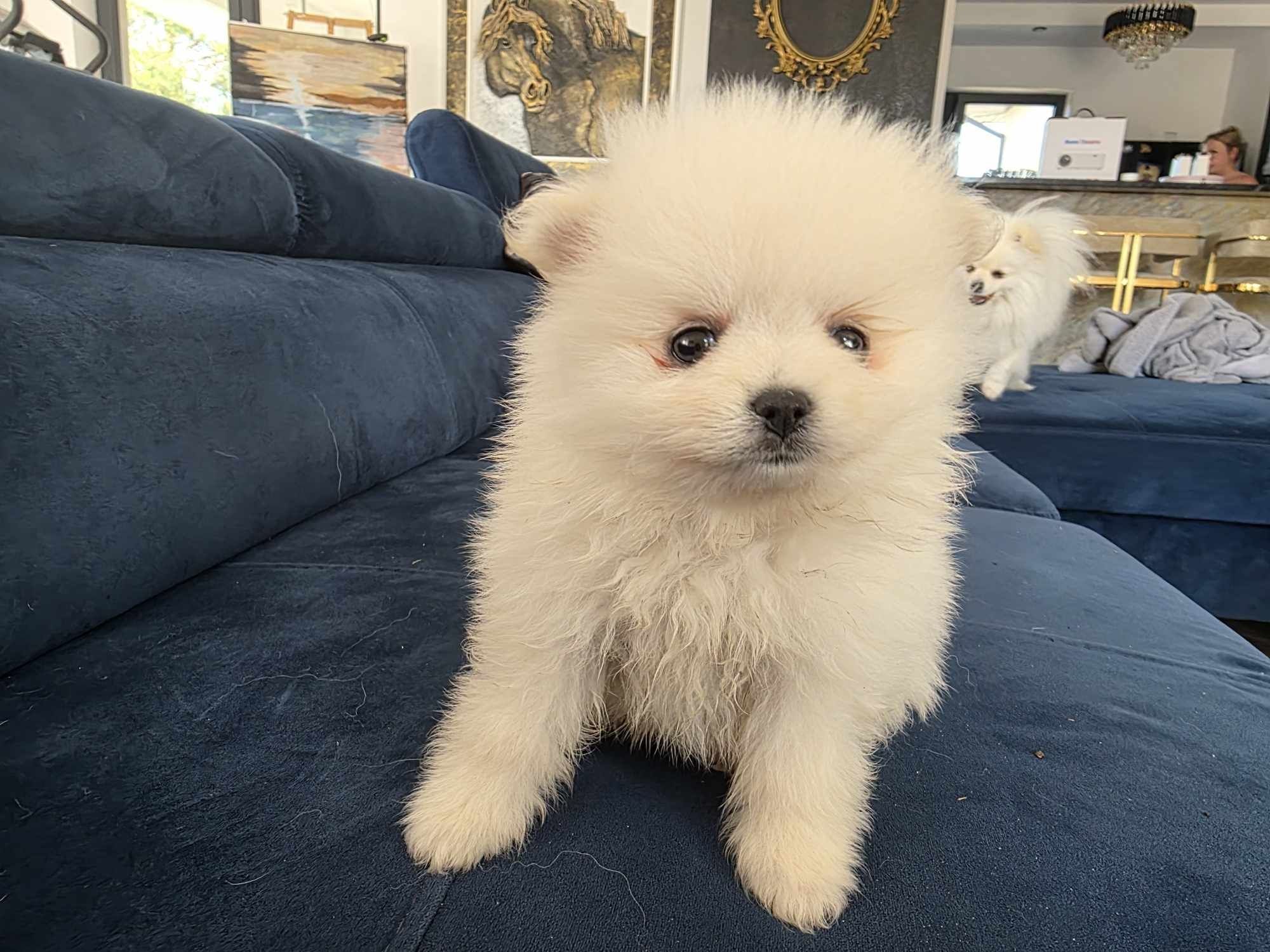 Szpic miniaturowy, pomeranian (biały)