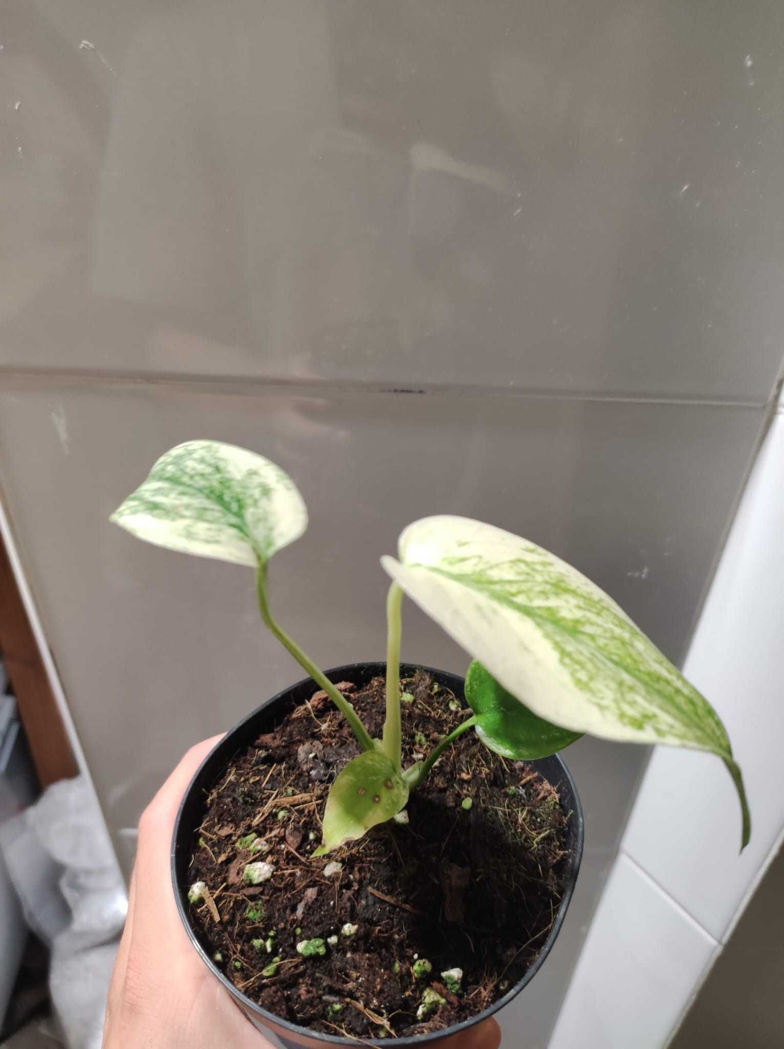 Monstera Deliciosa Mint