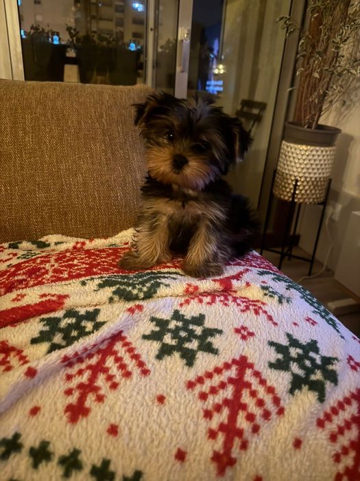 Yorkshire femea miniatura