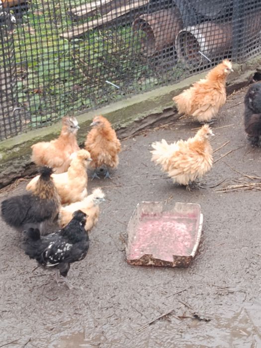 Sprzedam parkę silek i kurczęta