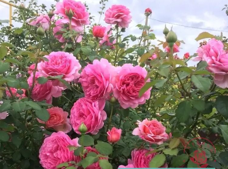 РОЗА английская Принцесса Александра оф Кент