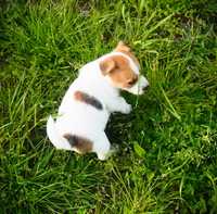 Jack Russell Terrier piesek biało- brązowy sierść złamana DONALD