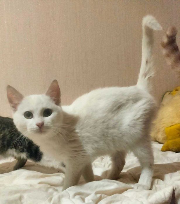 Віддам кошеня хлопчик 3.5м