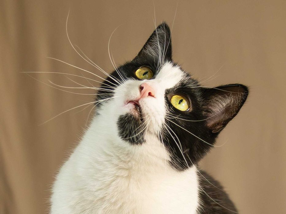 Dydym - Koci Księciunio szuka swoich ludzi :)