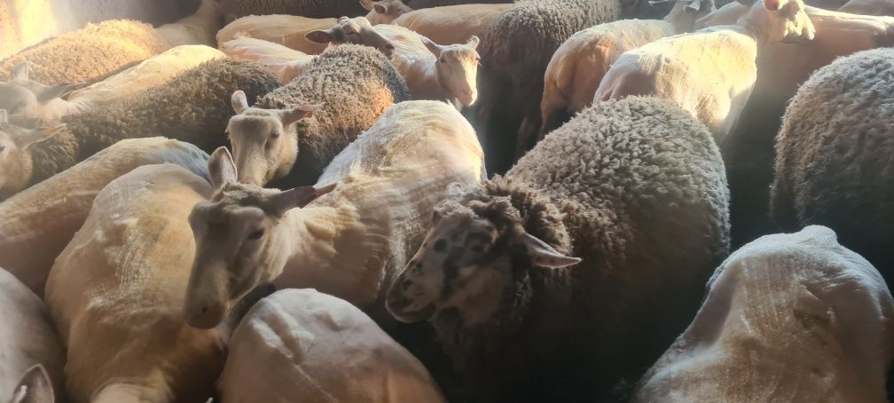 Wełna owcza owce barany