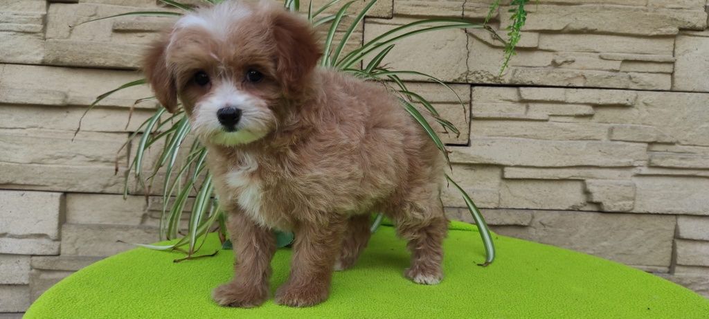 Maltipoo piesek z certyfikatem pochodzenia plus paszport