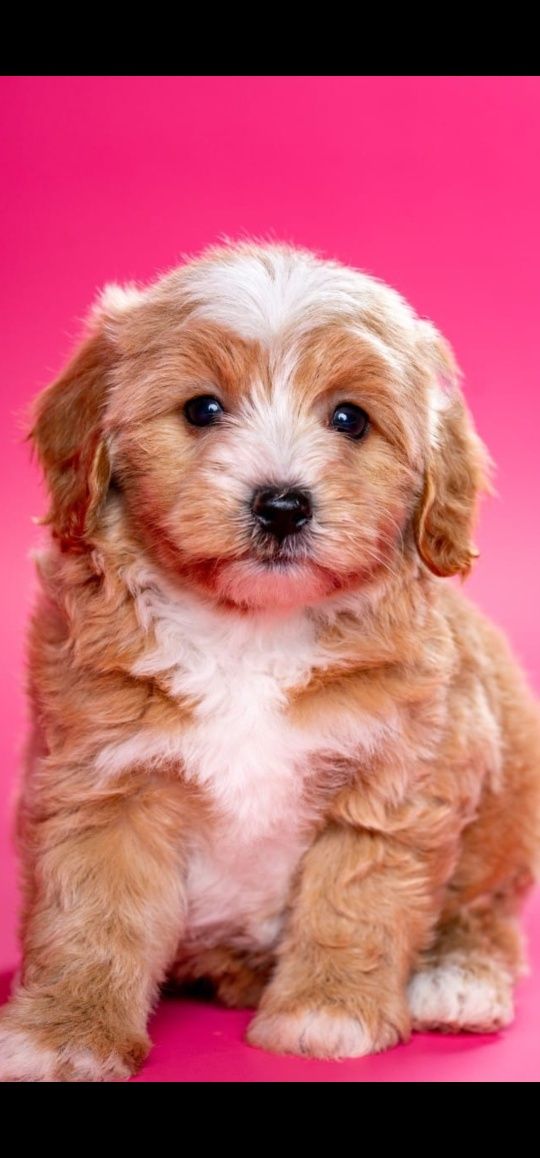 Maltipoo o zjawiskowej urodzie extra mini