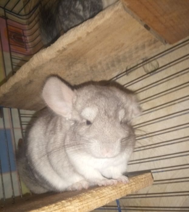 Продам красивого гризуна.