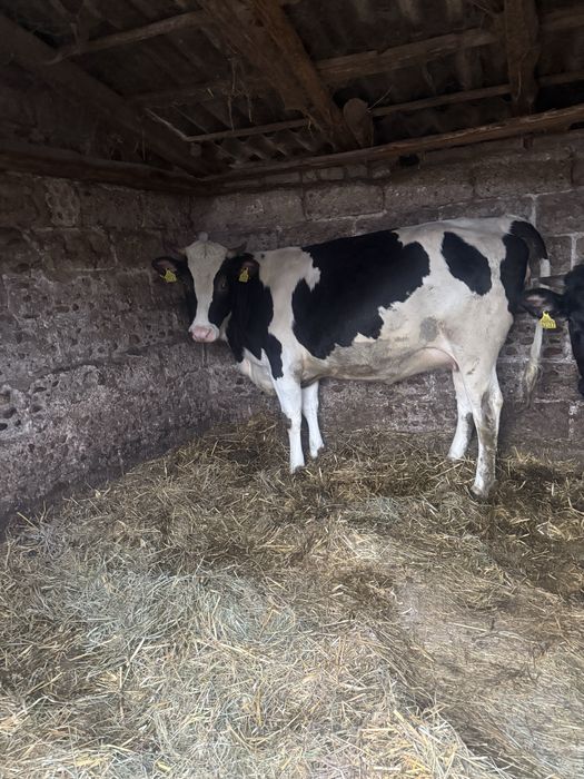 Jałówka wysoko cielna