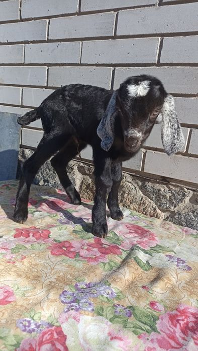 Англонубійський кізки