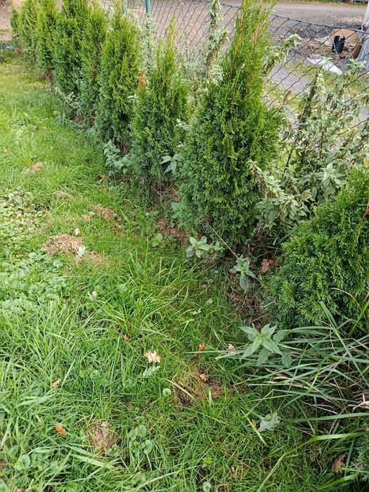 Tuje szmaragd 44szt. żywotnik do wykopania