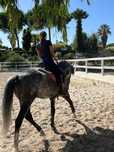 Cavalo Lusitano