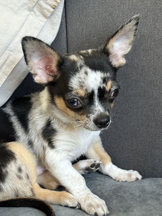 Хлочик чихуахуа.