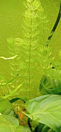 Vendo plantas de aquário, Hornwort / foxtail (Ceratophyllum demersum