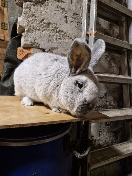 Wjs Wielki jasnosrebrzysty samiec