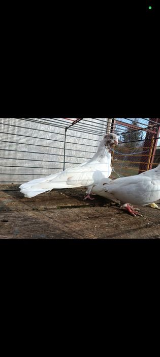 Gołębie zamojskie czubate