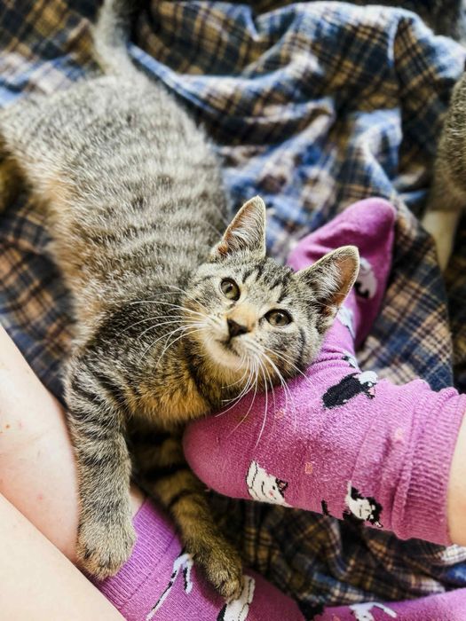 Kotka Brawurka do adopcji