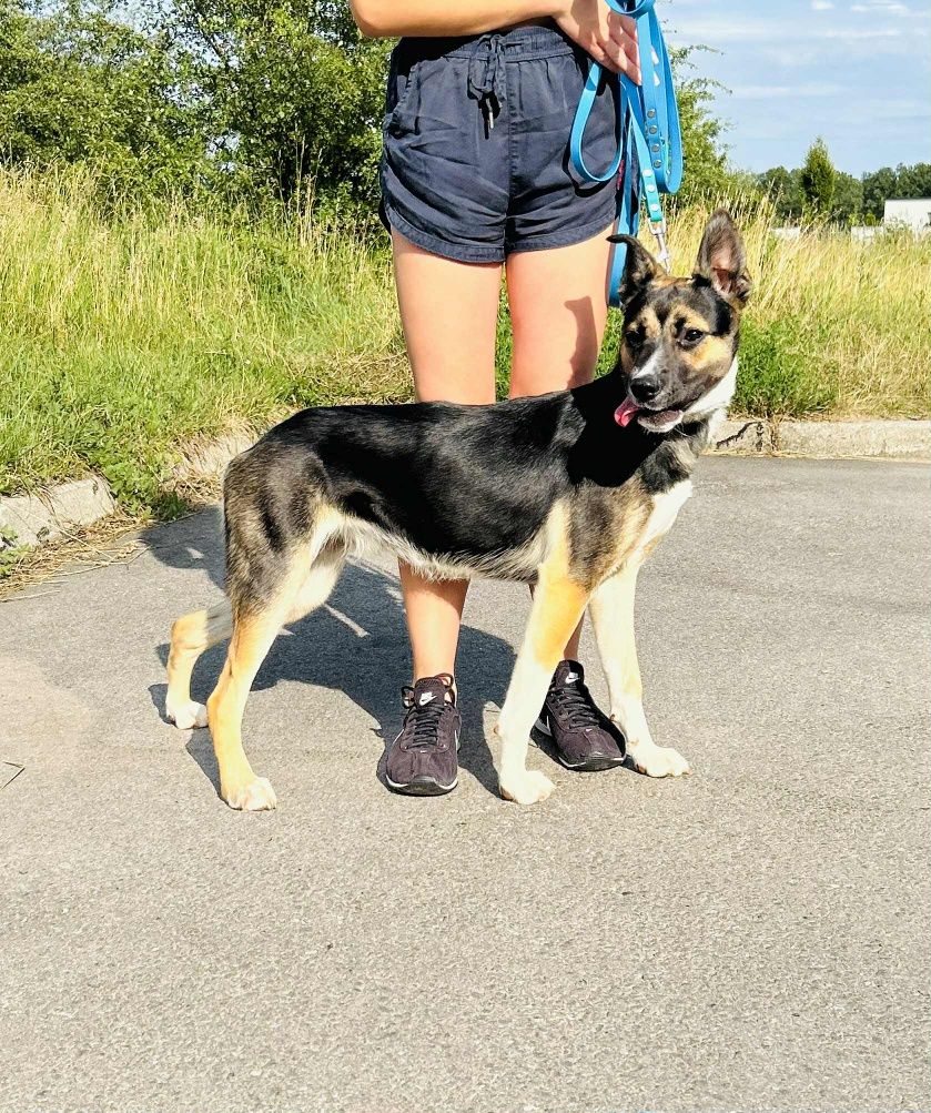 Wspaniała Nela szuka swojego Człowieka