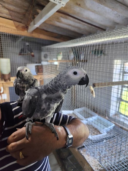 Papagaio cinzento criado a mão