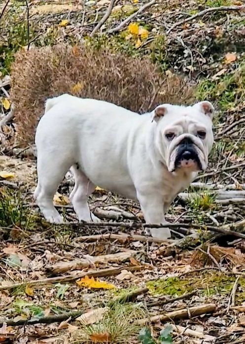 Buldog Angielski Suczka 12mc