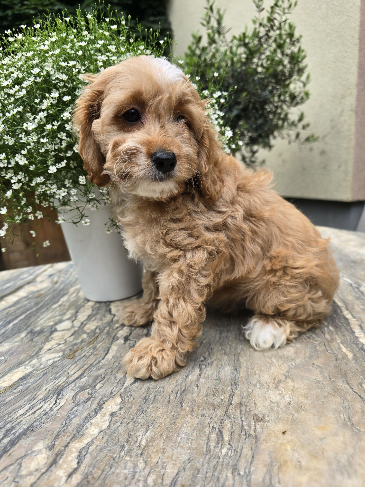 Cockapoo / chłopczyk / Cocker spaniel