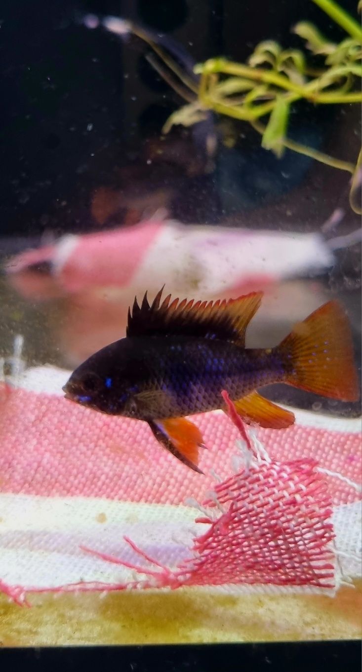 Pielęgniczka ramireza black (czarna)