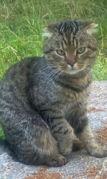 Вісловухий котик