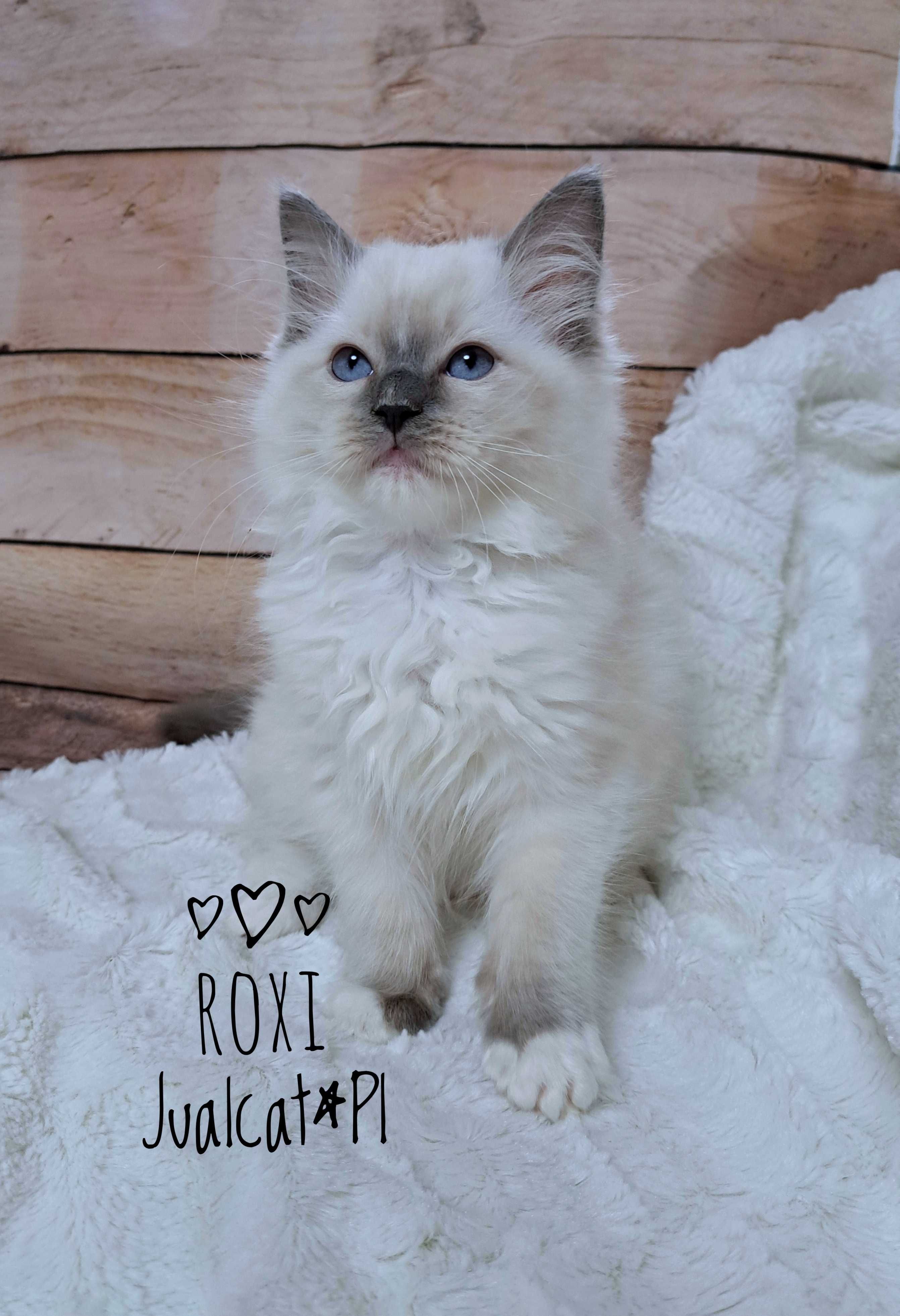 RAGDOLL Kotka koteczka blue mitted Rodówod FPL do ODBIORU