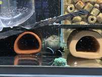 Zbrojnik L183 Ancistrus dolichopterus